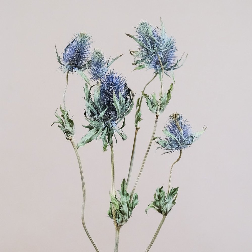 Meet your Posher, Jacky